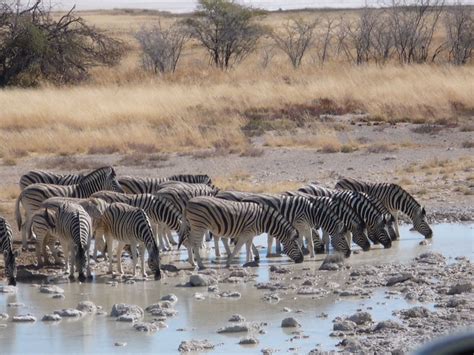 Plains Zebra herd | Flickr - Photo Sharing!