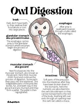 Owl Digestion Diagram by The Barefoot Mom | TPT