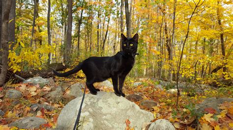 Sirius Black: A Savannah cat on a mission – Adventure Cats