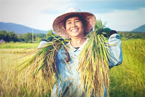 happy Thai female farmer harvesting rice in countryside Thailand - CERIC