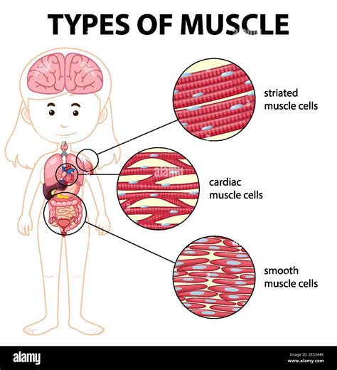 Cardiac Muscle Cell Labeled