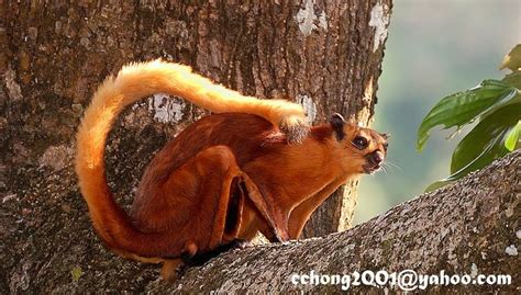 Red giant flying squirrel - Alchetron, the free social encyclopedia