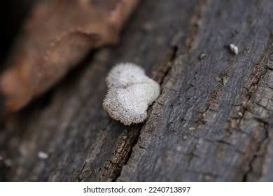 533 Schizophyllum Commune Stock Photos, Images & Photography | Shutterstock