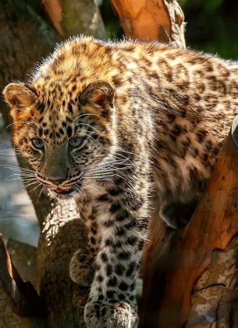 Variette Picture Sharing, Leopards, Big Cats, Animals Beautiful, Photo Image, Species, Wildlife ...