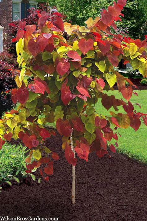 Flamethrower Redbud Tree Growth Rate Official Supplier | library.ecosystem.build