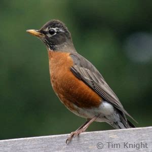 California NatureMapping - American Robin Fact Sheet