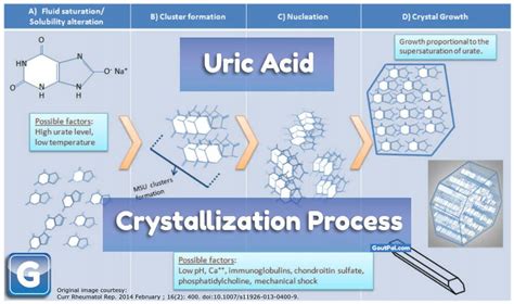 Uric Acid Crystal Formation and Growth | GoutPal Gout Facts