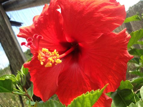 Hawaiian Red Hibiscus Cutting - Other Plants, Seeds & Bulbs