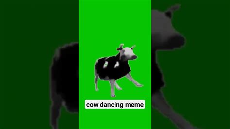 cow dancing meme - YouTube