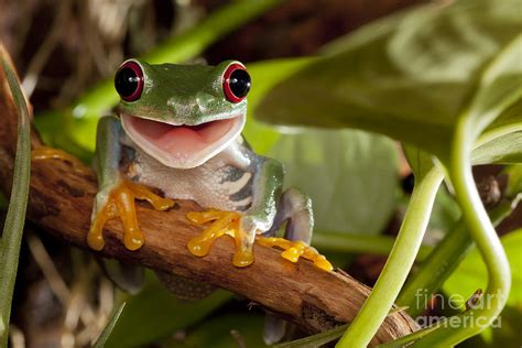 Red-eyed Tree Frog Smile Photograph by Linas T - Pixels