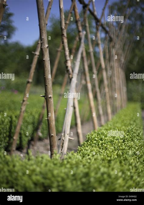 Beanpole hi-res stock photography and images - Alamy