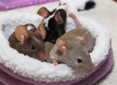 Why mice are really rather nice | Burgess Pet Care