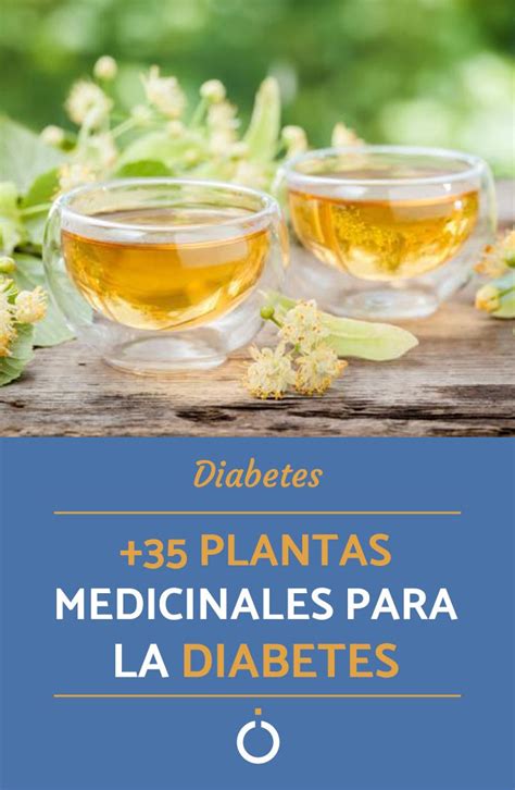 +35 Plantas Medicinales para la Diabetes en 2020 (con imágenes ...