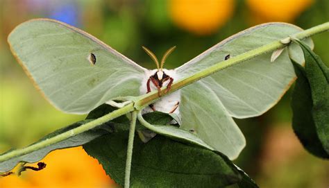 Actias Luna Foto & Bild | fotos, natur, schmetterling Bilder auf fotocommunity