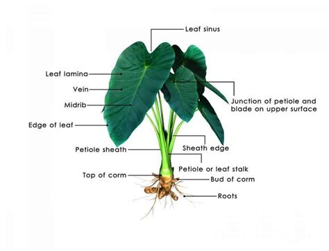 Elephant Ears Plant: How To Grow The Colocasia | Elephant ear plant ...