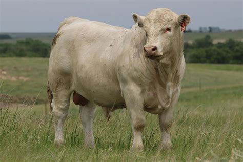 Charolais Bull