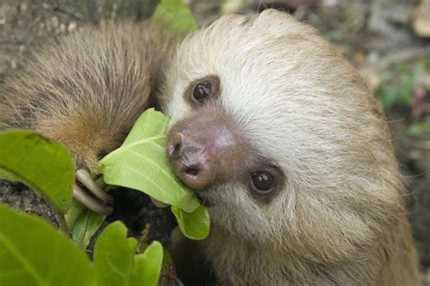 Wildlife watching in Costa Rica: How to spot sloths, whales and birds | The Independent | The ...