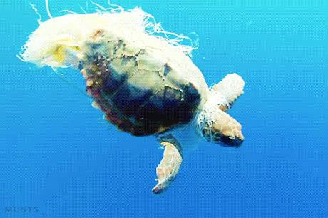 Plastic Pollution GIFs - Get the best GIF on GIPHY