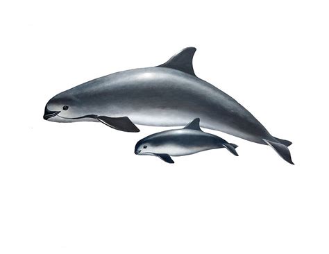 Vaquita Marina: Conserving a Critically Endangered Porpoise ...