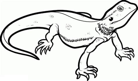 Bearded Dragon Coloring Page Full Documents | Educative Printable