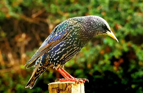 Starling - Description, Habitat, Image, Diet, and Interesting Facts