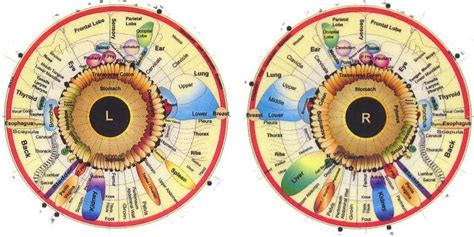 10 Best charts for iridology chart | iriscope | iridology camera | iriscope camera |iridology ...