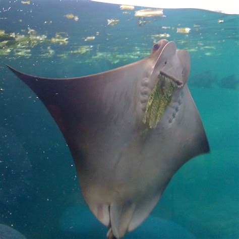 Stingray Eating lettuce leaf | Joshua Shapiro | Flickr