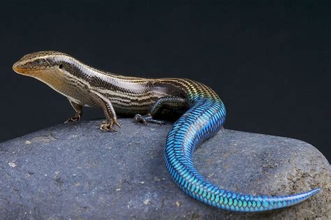 The Unique Animals Of The Canary Islands - WorldAtlas.com