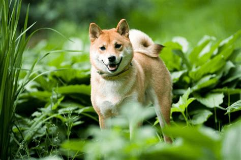 How Expensive Is It to Own a Shiba Inu?