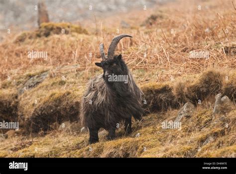 Adult Male Feral Goat Stock Photo - Alamy