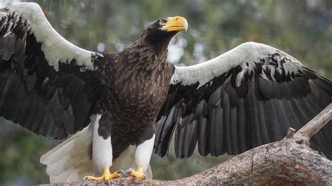 Steller's Sea-eagle | San Diego Zoo Animals & Plants