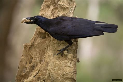 New Caledonian Crow Photos – Jolyon's Website