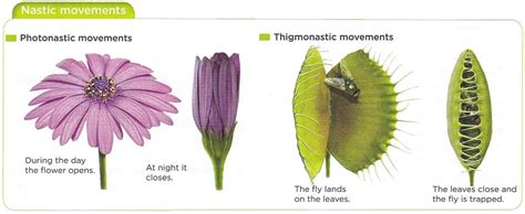 5. Relacion en plantas - Bilingual Natural Science. I.E.S. Elcano ...