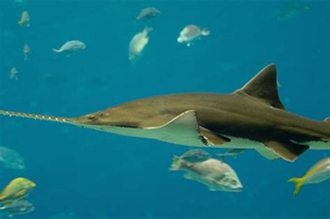 Sawfish Attack On Human