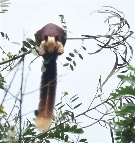 India Giant Squirrel-1_DSC_6334 | @Bondla WLS, Goa | anup kokil | Flickr