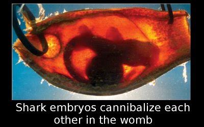 ELS MLS Class Blog: Cannibal Babies