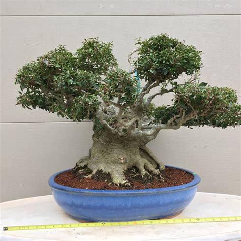 Yaupon Holly Bonsai Tree - Ilex vomitoria – Bella Bonsai