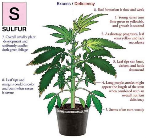 How to Diagnose and Fix Cannabis Nutrient Deficiency | CGC