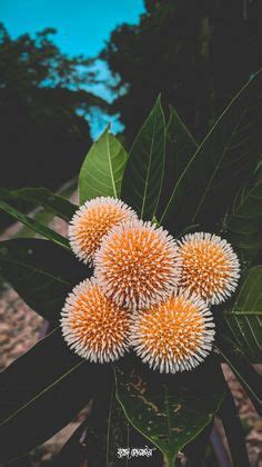 10 Kath golap ideas | flowers photography wallpaper, flowers ...