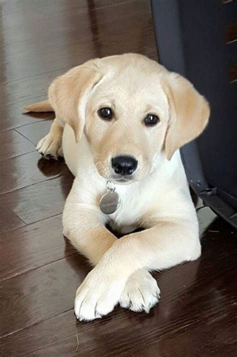 Cute labrador puppies, Lab puppies, Puppies