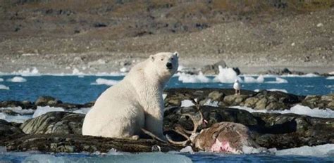 Graban por primera vez a un oso polar cazando y comiéndose un reno