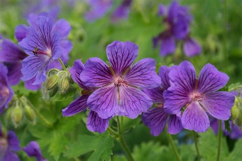 8 Perennial Flowers For Summer Long Blooms In Shade - gardenpicsandtips.com