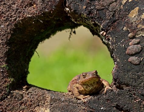 Adrian Davey Wildlife Photography Diary: Toad in the hole