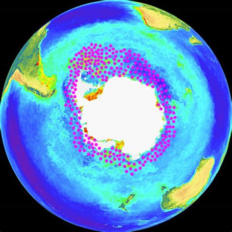 Antarctic krill - Encyclopedia Westarctica