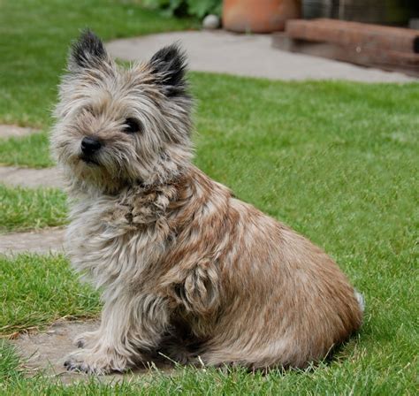 Wheaten Cairn Terrier Mix : Cairn Terrier Breed Characteristics Care ...