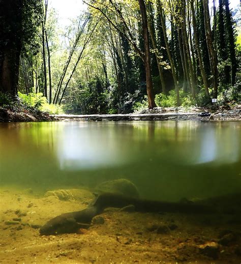 Eels have fascinated us for ages - now we need to stop eating them