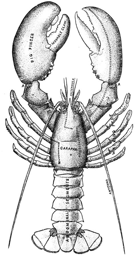 Lobster tattoo idea | Lobster art, Lobster tattoo, Lobster drawing