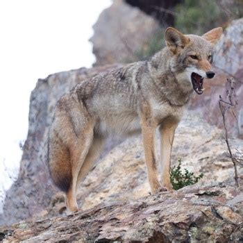 Some Reactions to Dogs: Coyote behavior | Coyote Yipps