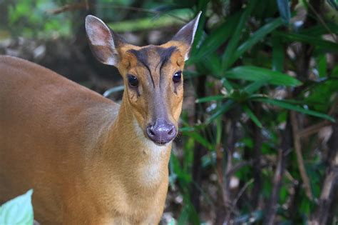 Frightened to death? | KFBG Blog::Kadoorie Farm and Botanic Garden