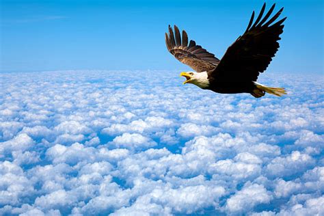 2,000+ Eagle Flying High Stock Photos, Pictures & Royalty-Free Images ...